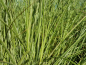 Preview: Miscanthus sinensis Morning Light